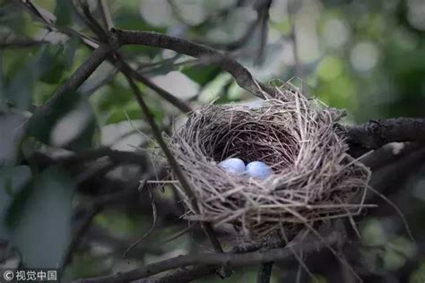 鳥在家裡築巢|【家中有鳥築巢】鳥築巢兆頭！家中有鳥築巢的風水好運